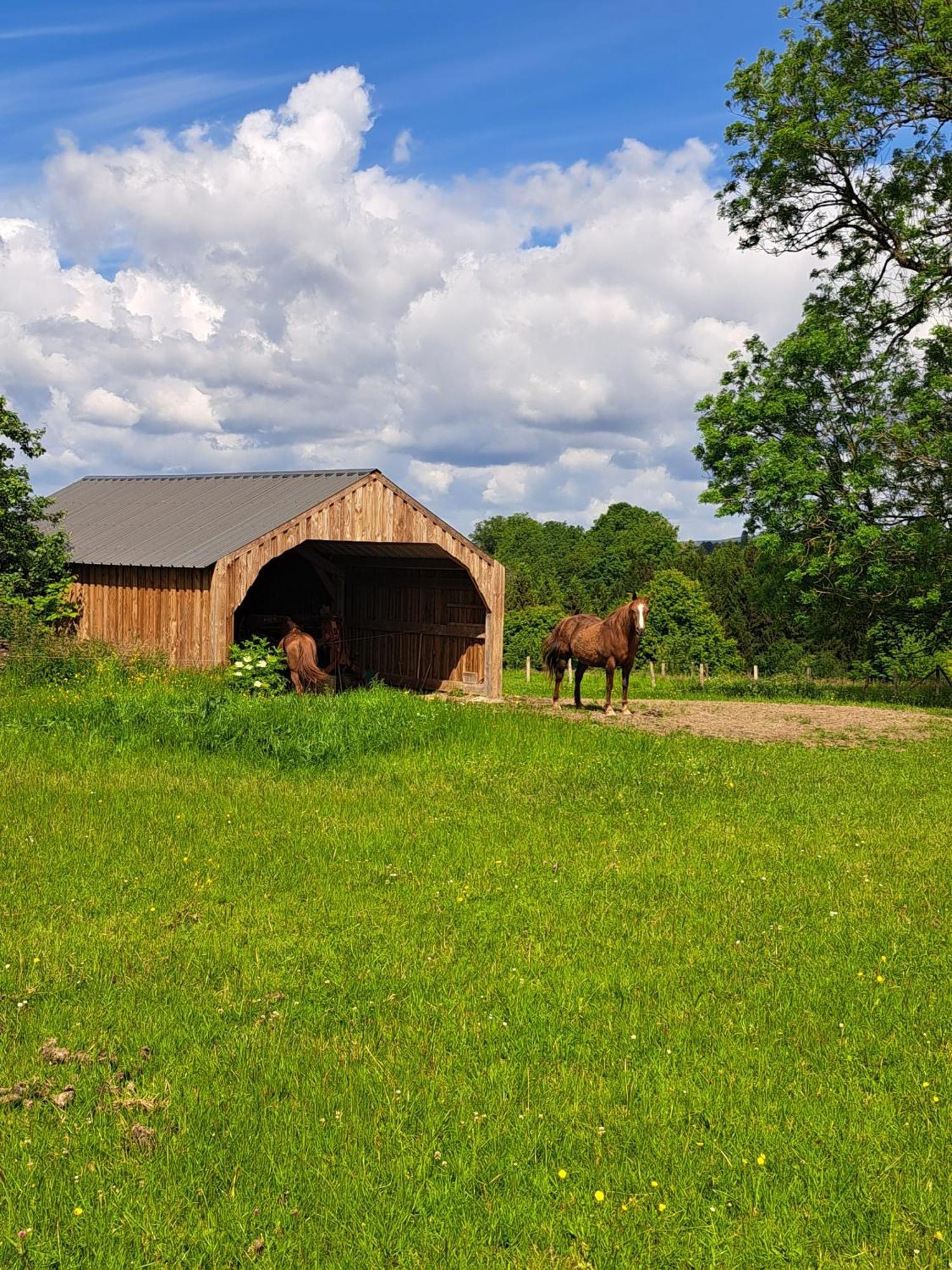 Gite L'Olivier A Filly - Nadrin, Entre Houffalize Et La Roche-En-Ardenne Екстериор снимка